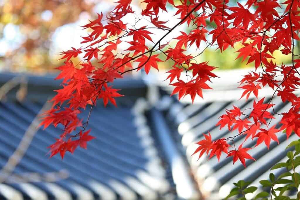 fall leaves with a roof in the background