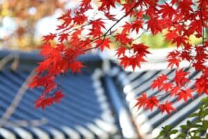 fall leaves with a roof in the background
