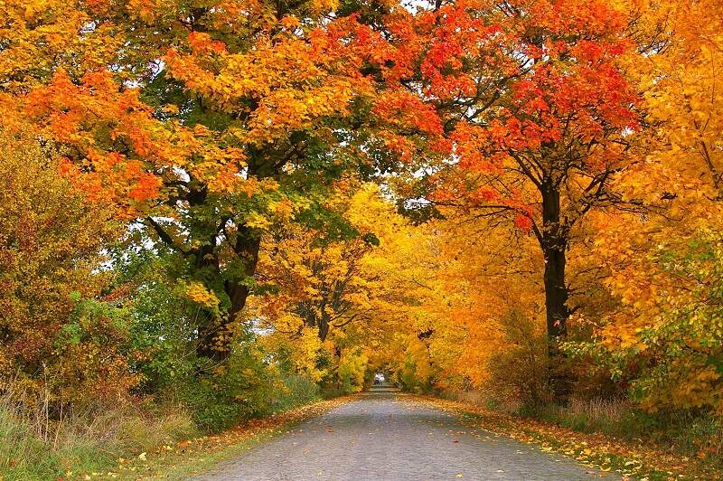 fall foliage in Ohio