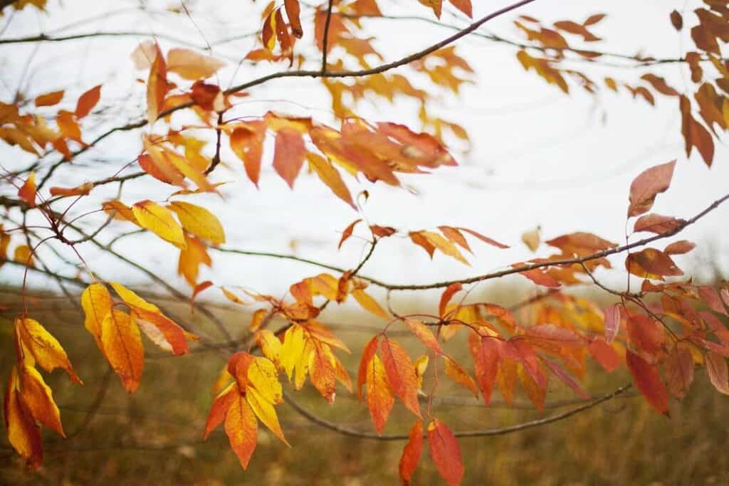 closeup of fall foliage